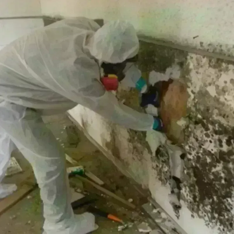 Mold Remediation and Removal in El Cenizo, TX